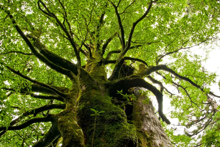 Vista dal basso di un albero all'interno di una foresta dell'isola di Yakushima