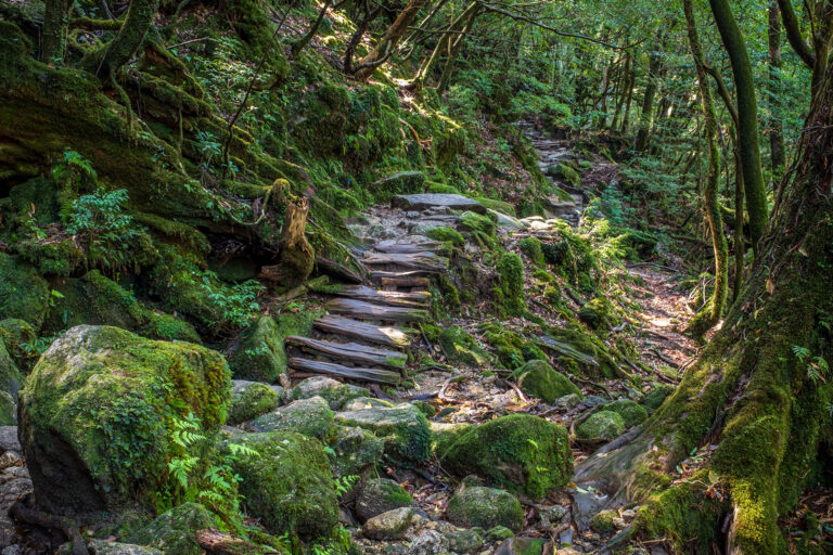 viaggio_studio_ghibli_dovevuoitour_milano_2