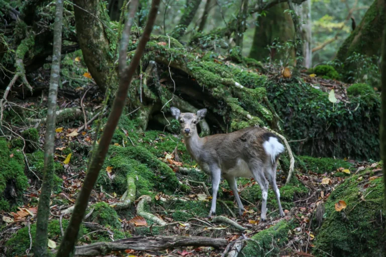 Vista di un cervo all'interno di una foresta sull'isola di Yakushima
