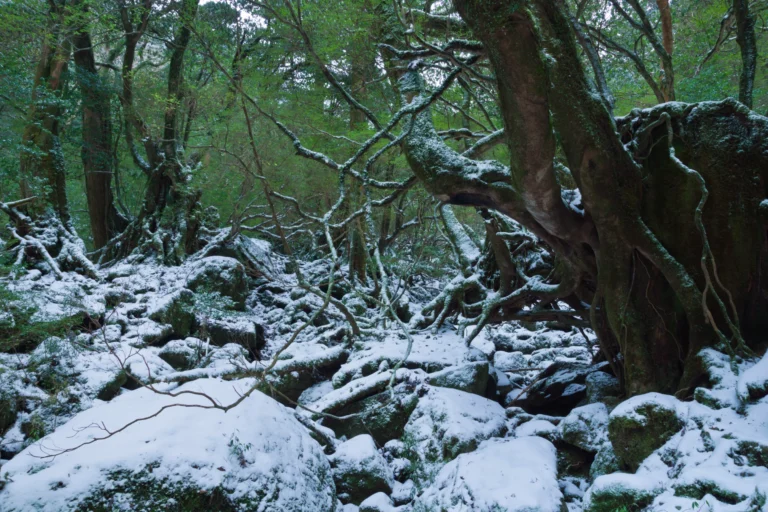Vista della Gola di Shiratani Unsuikyo, una valle situata sull'isola di Yakushima, in Giappone