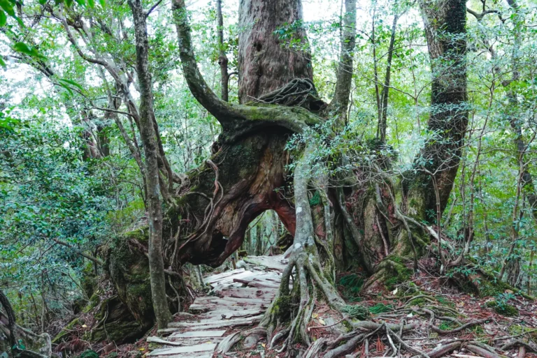 Vista del Burrone di Shiratani Unsuikyo, un parco naturale lussureggiante sull'isola di Yakushima, in Giappone